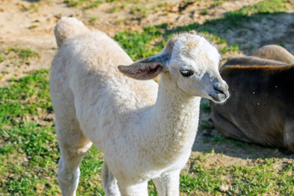 ベビーアルパカ100％ Vネック セーター